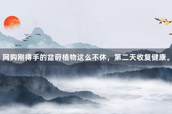 网购刚得手的盆莳植物这么不休，第二天收复健康。
